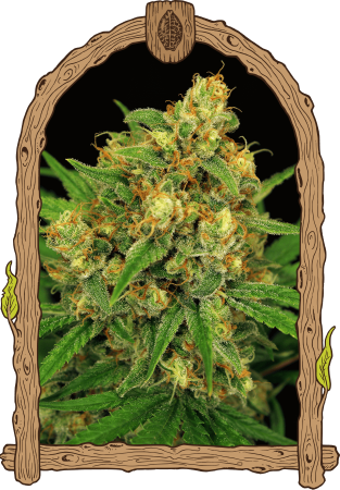 Tangerine Kush regular Tangerine Kush regular